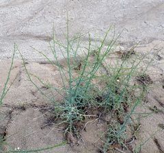 Stephanomeria exigua exigua