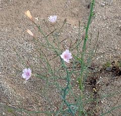 Stephanomeria exigua exigua