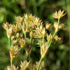 Juncus elliottii
