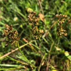 Juncus elliottii