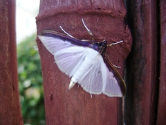 Cydalima laticostalis