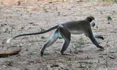 Chlorocebus aethiops