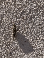 Trimerotropis pallidipennis