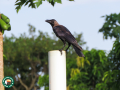 Corvus splendens