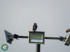 Corvus splendens