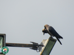 Corvus splendens