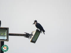 Corvus splendens