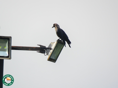 Corvus splendens
