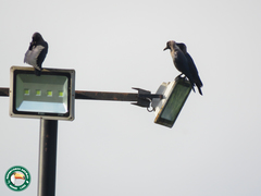 Corvus splendens