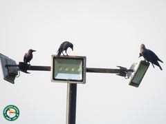 Corvus splendens