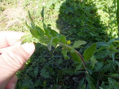 Camissoniopsis hirtella