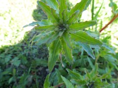 Camissoniopsis hirtella