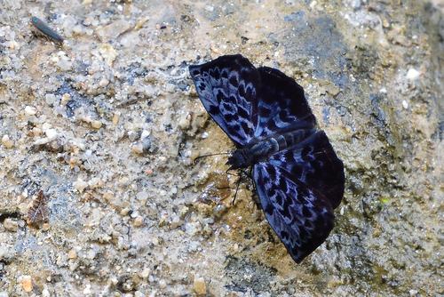 Cycloglypha caeruleonigra