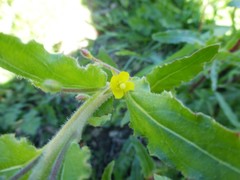 Camissoniopsis hirtella