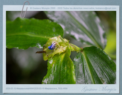 Commelina obliqua