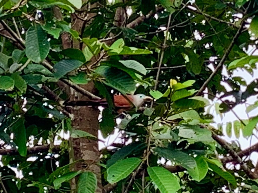 Kadalan selaya (Rhinortha chlorophaea)