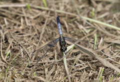 Erythrodiplax avittata