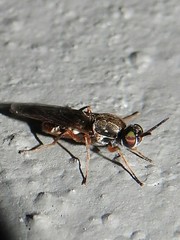 Euparyphus patagius