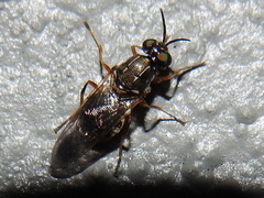 Euparyphus patagius