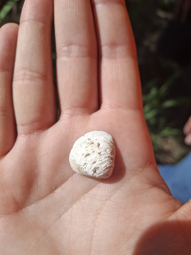 Corbicula fluminea