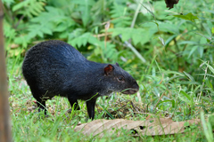 Dasyprocta fuliginosa