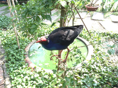 Porphyrio poliocephalus