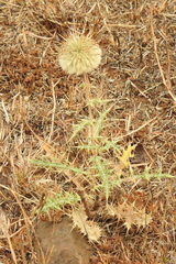 Echinops echinatus