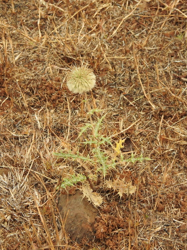 Echinops echinatus, photograph 2