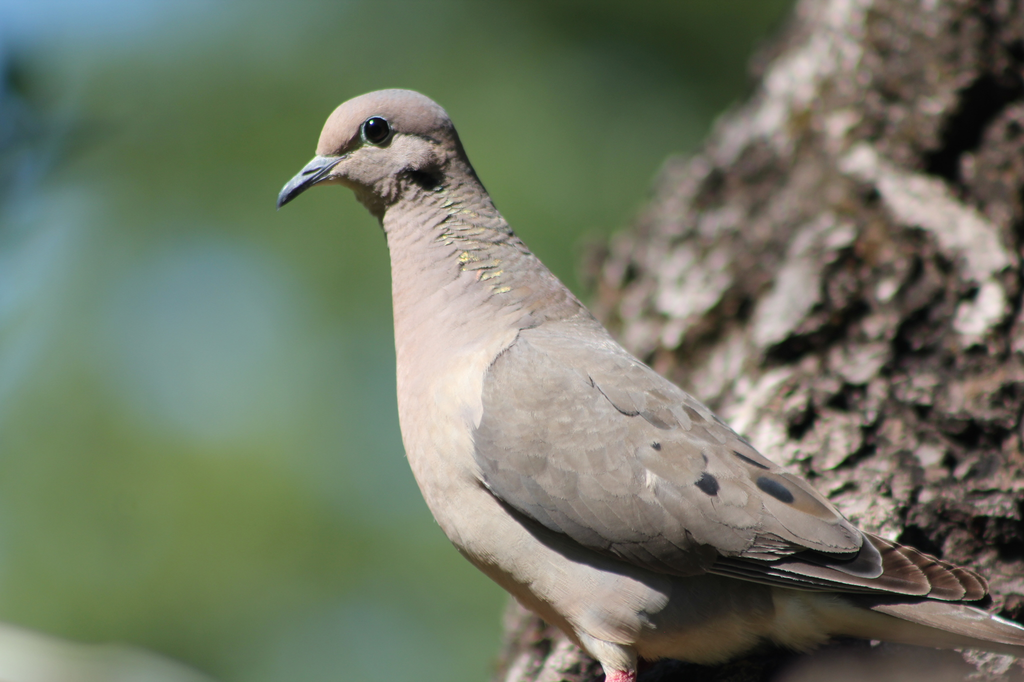 Eared Dove (Zenaida auriculata)