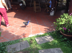 Porphyrio poliocephalus