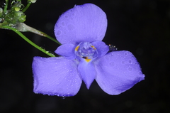 Ennealophus fimbriatus