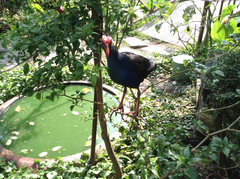 Porphyrio poliocephalus