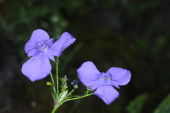 Ennealophus fimbriatus