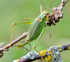 Barbitistes constrictus