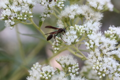 Mischocyttarus drewseni