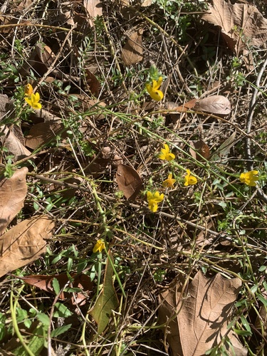 Monopsis lutea, photograph 6
