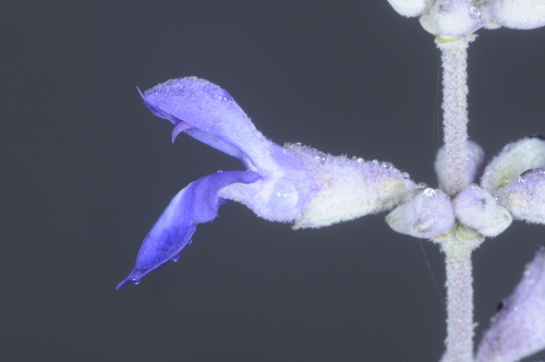 Image of Salvia calolophos by (c) aacocucci, some rights reserved (CC BY)
