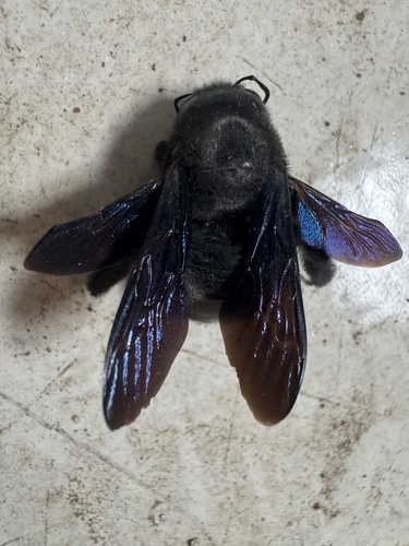 Violet Carpenter Bee