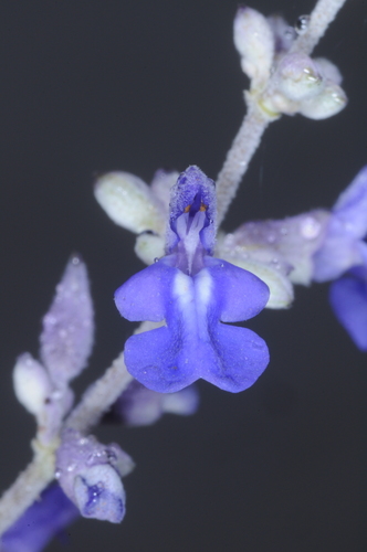 Argentine Punasage (Salvia calolophos)