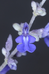 Salvia calolophos