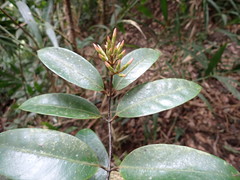 Anodendron benthamianum
