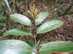 Anodendron benthamianum