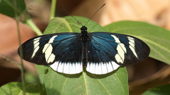 Heliconius eleuchia