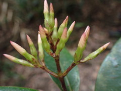 Anodendron benthamianum