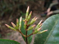Anodendron benthamianum
