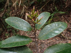 Anodendron benthamianum