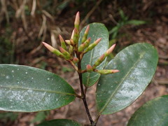Anodendron benthamianum