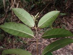 Anodendron benthamianum