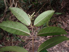 Anodendron benthamianum