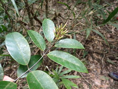 Anodendron benthamianum